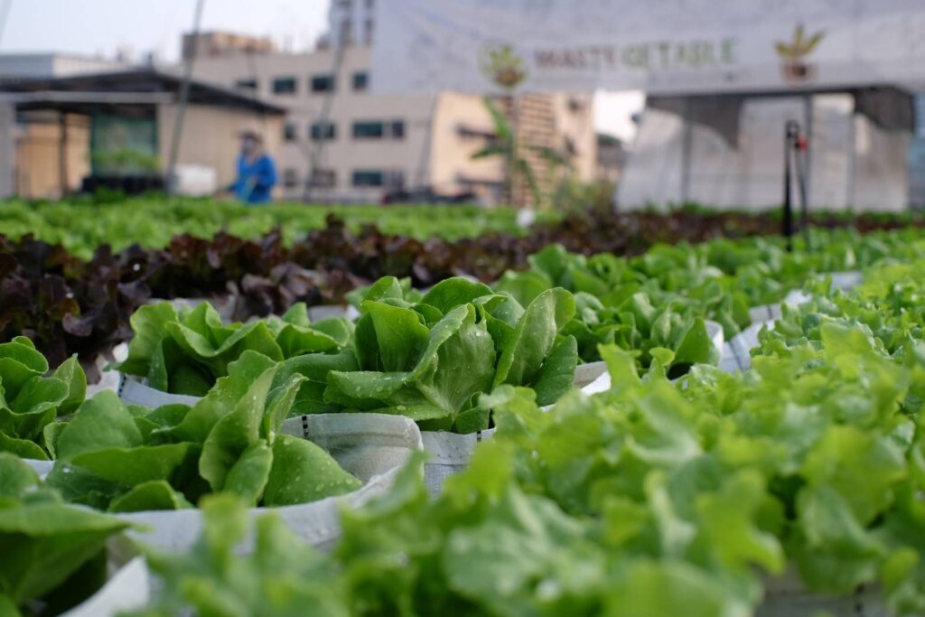 Lettuce growing in white grow bags on the Wastegetable rooftop farm in Bangkok, run by Bangkok Rooftop Farming
