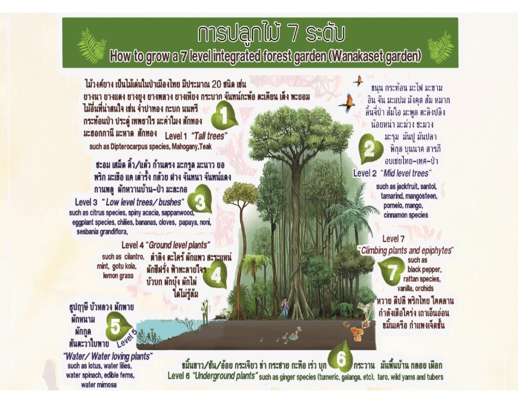 Wanakaset garden poster in Thai and English: how to grow a seven-level integrated forest garden, from tall trees and mid-level trees down to ground plants, underground plants, water plants and climbers